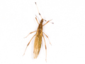 Orius laevigatus